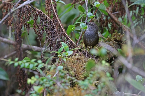 Taliabu Bush Warbler (Locustella portenta), photo 4