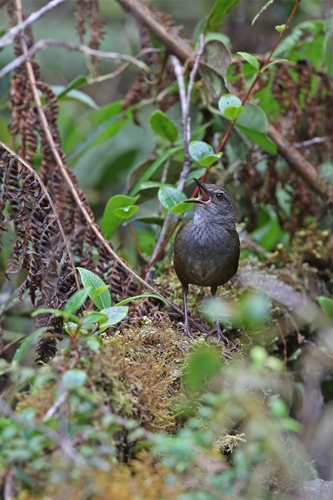 Taliabu Bush Warbler (Locustella portenta), photo 5