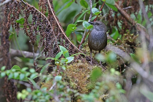 Taliabu Bush Warbler (Locustella portenta), photo 6
