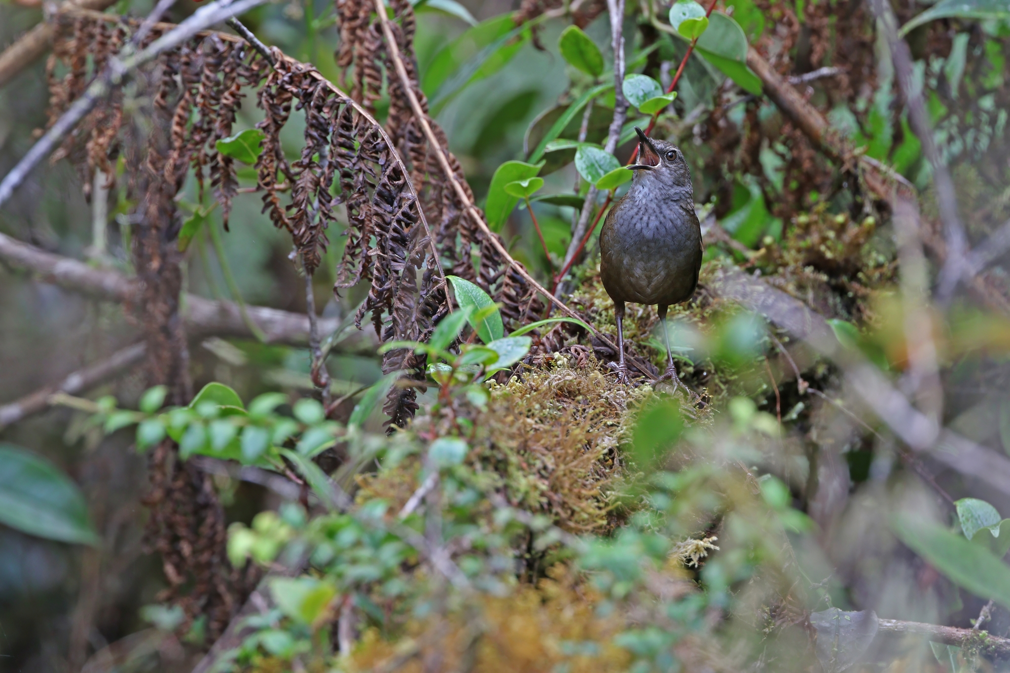 Taliabu Bush Warbler illustration