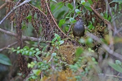 Taliabu Grasshopper-Warbler photo 1