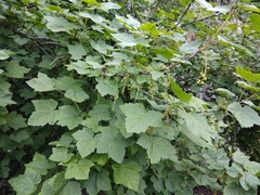 Ribes petraeum caucasicum