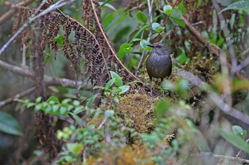 Taliabu Bush Warbler (Locustella portenta), photo 8