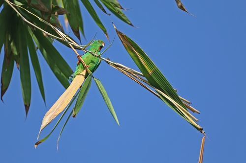 Sula Hanging Parrot (Loriculus sclateri), photo 4