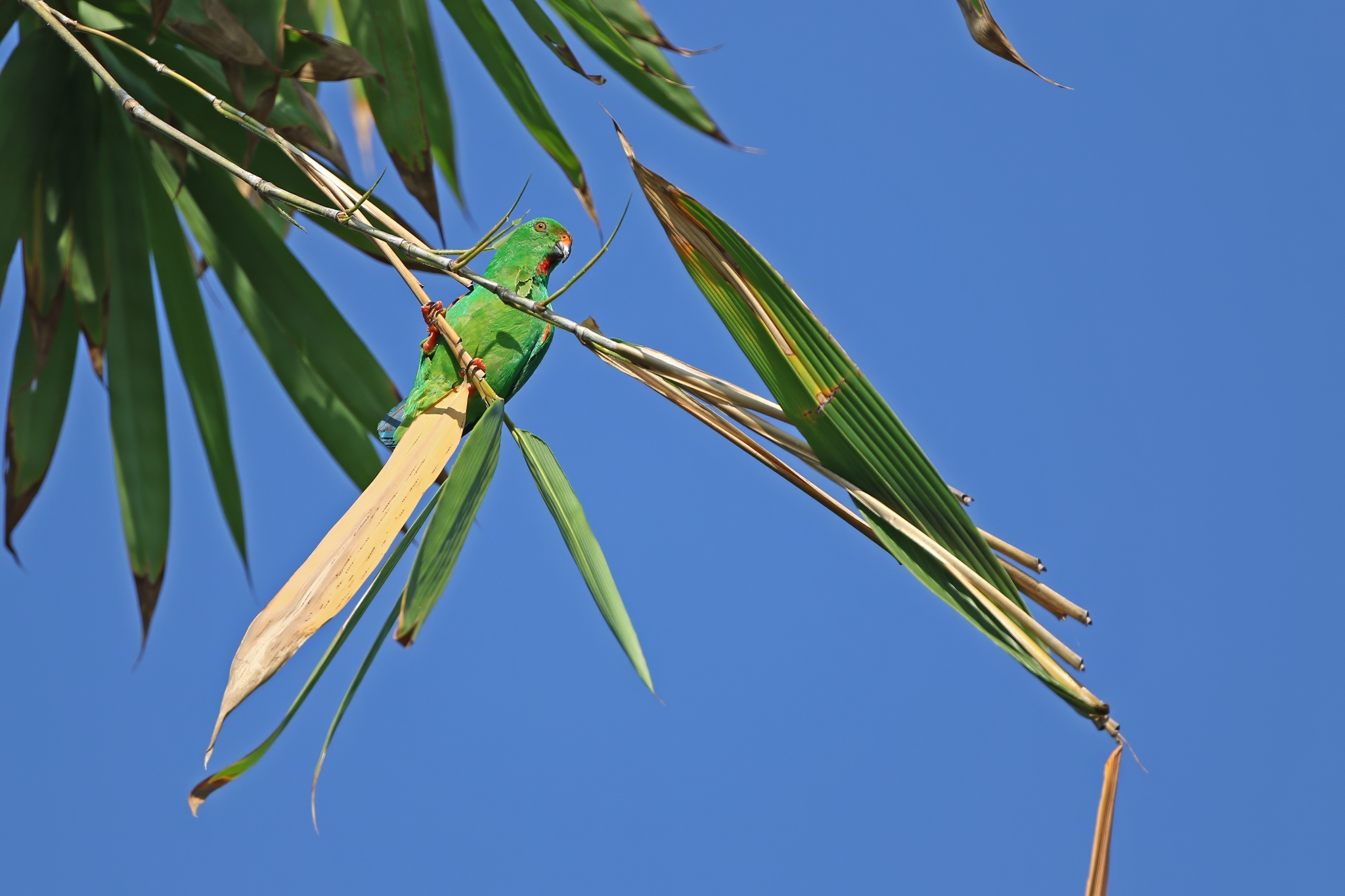 Sula Hanging Parrot (Loriculus sclateri), photo 4