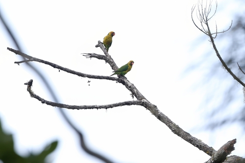 Sula Lorikeet (Trichoglossus flavoviridis), photo 7