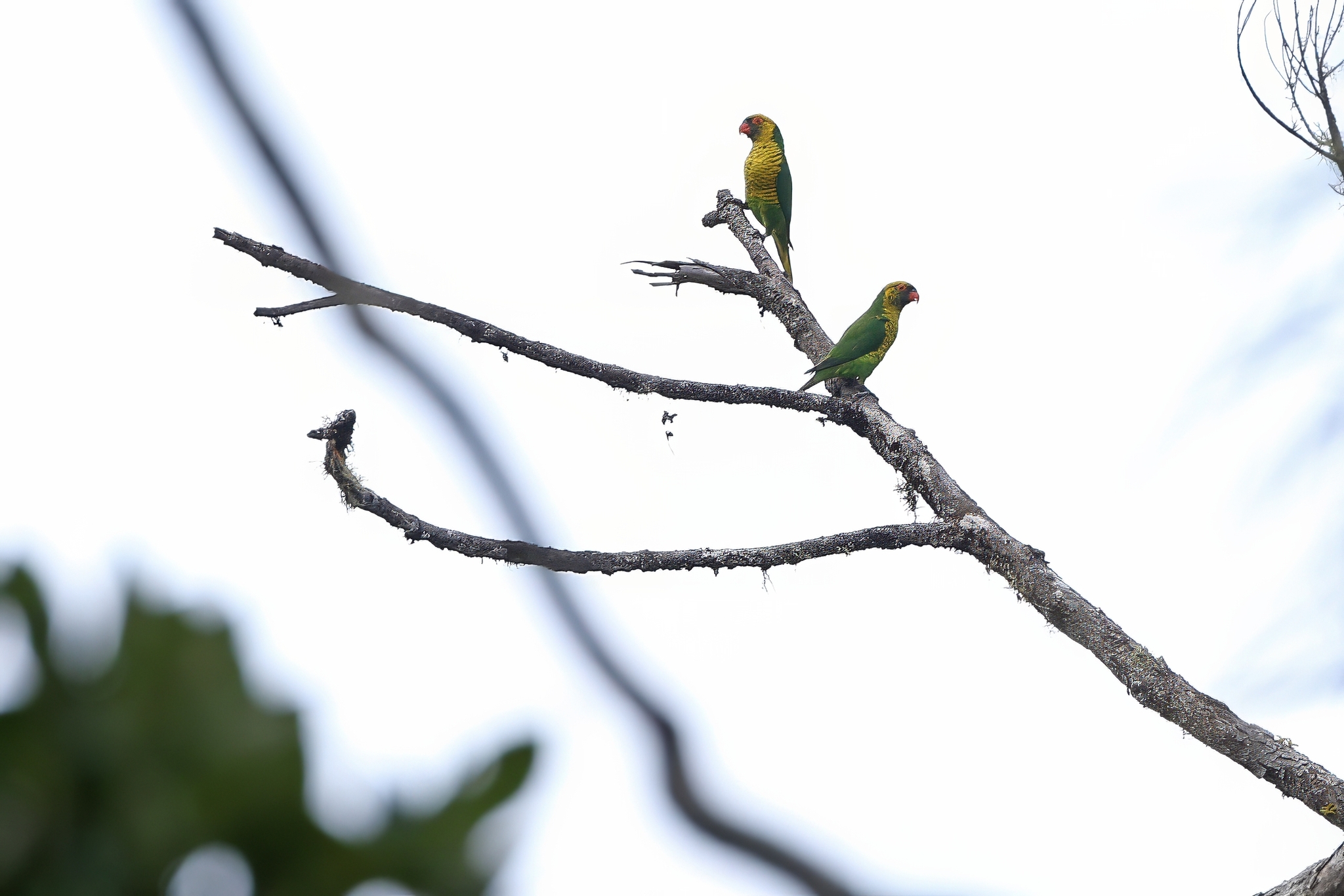 Sula Lorikeet (Trichoglossus flavoviridis), photo 2