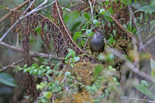 Taliabu Bush Warbler (Locustella portenta), photo 7