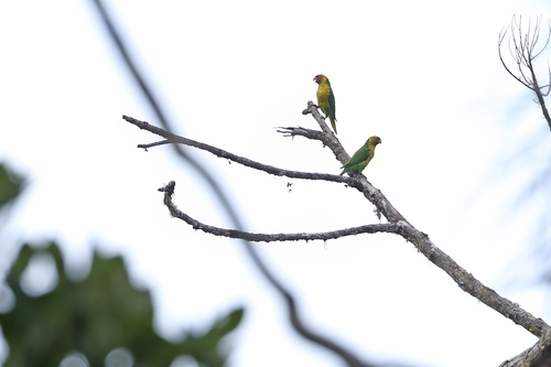 Sula Lorikeet (Trichoglossus flavoviridis), photo 5