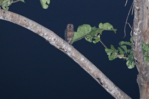 Taliabu Masked Owl (Tyto nigrobrunnea), photo 5