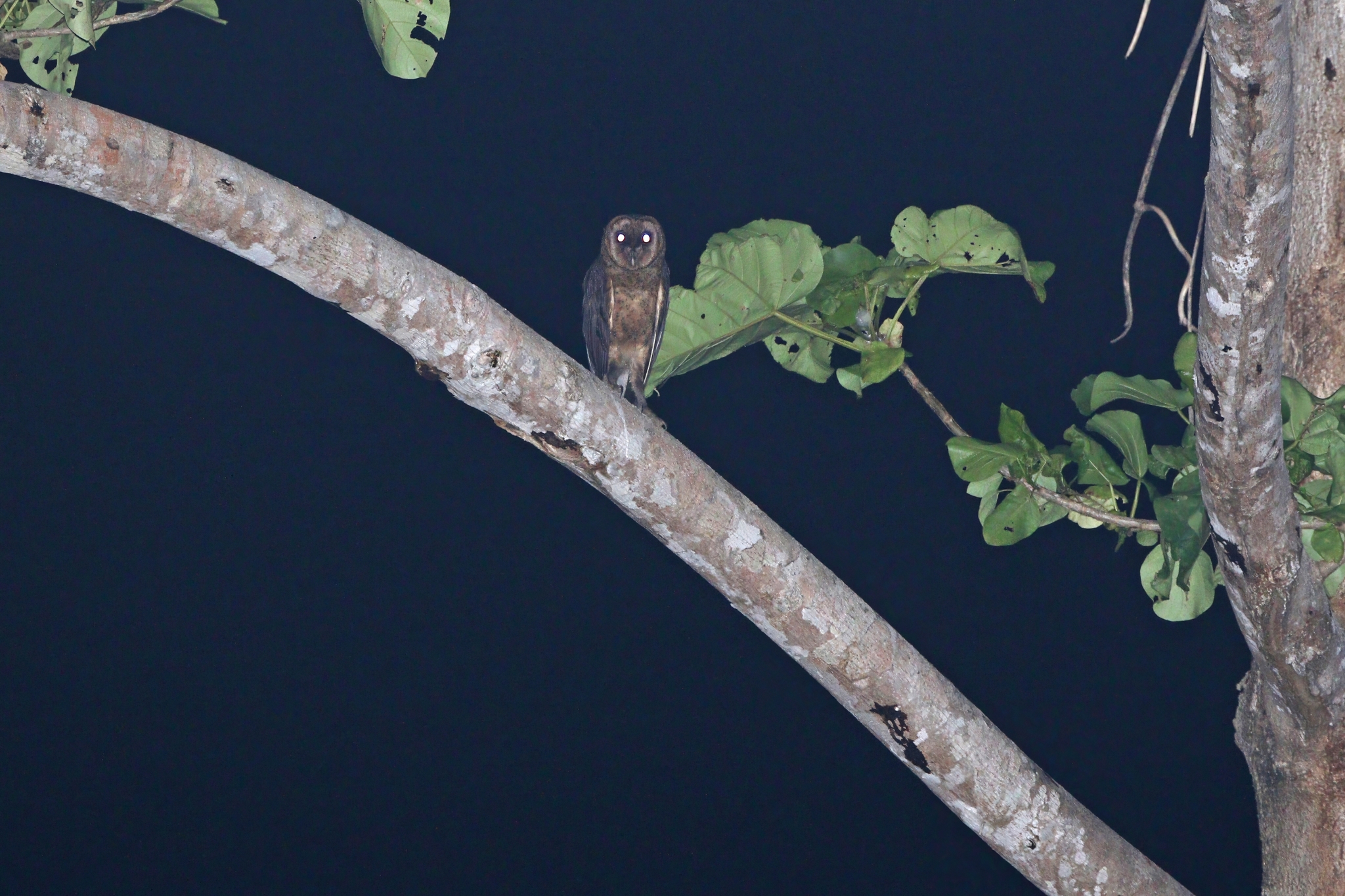 Taliabu Masked Owl (Tyto nigrobrunnea), photo 1