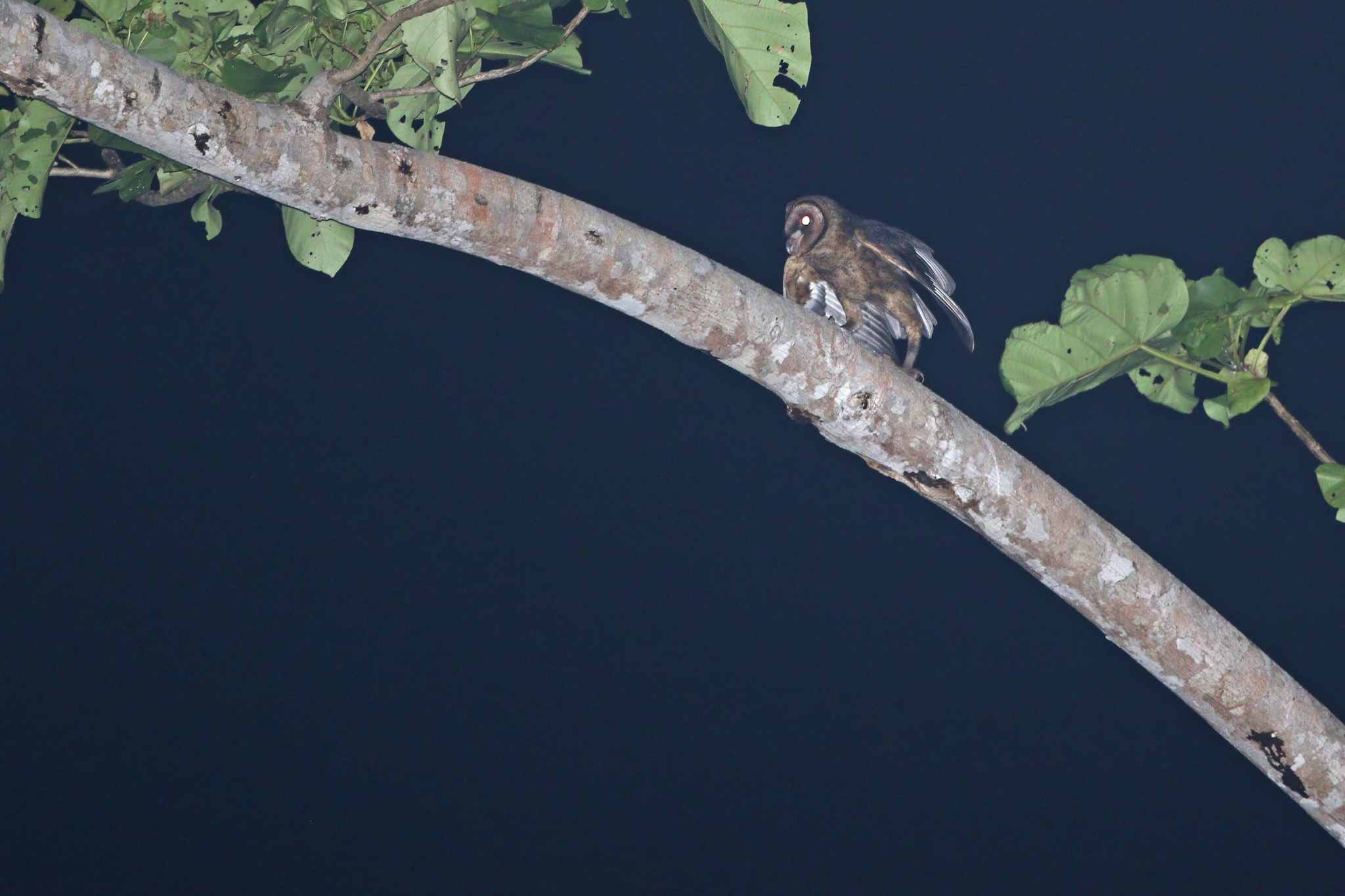 Taliabu Masked Owl (Tyto nigrobrunnea), photo 2