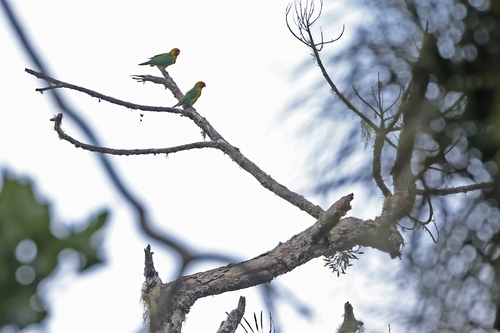 Sula Lorikeet (Trichoglossus flavoviridis), photo 6