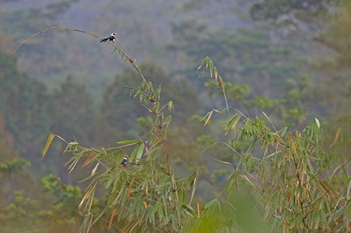 Bare-eyed Myna (Streptocitta albertinae), photo 5