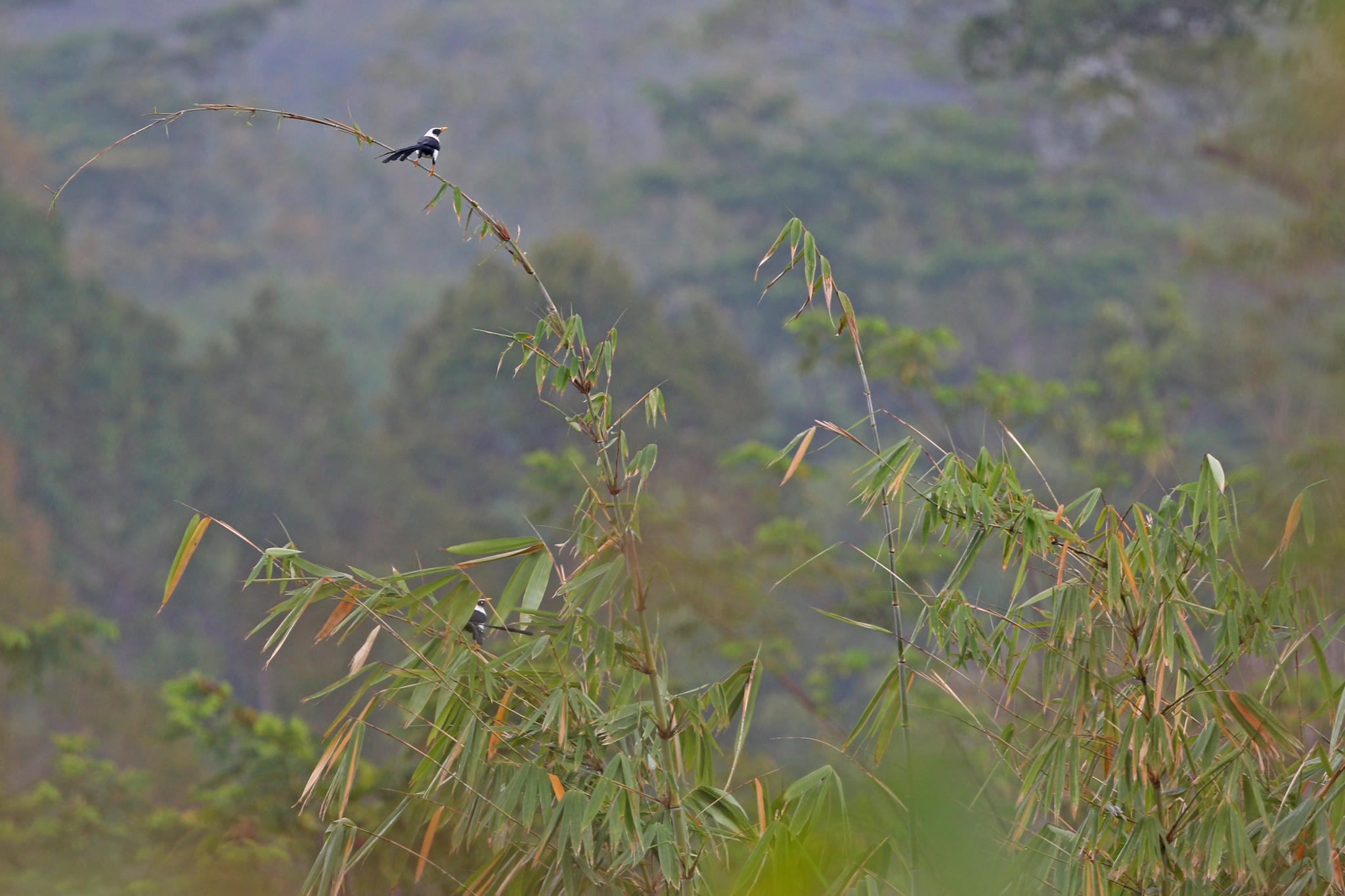 Bare-eyed Myna (Streptocitta albertinae), photo 9
