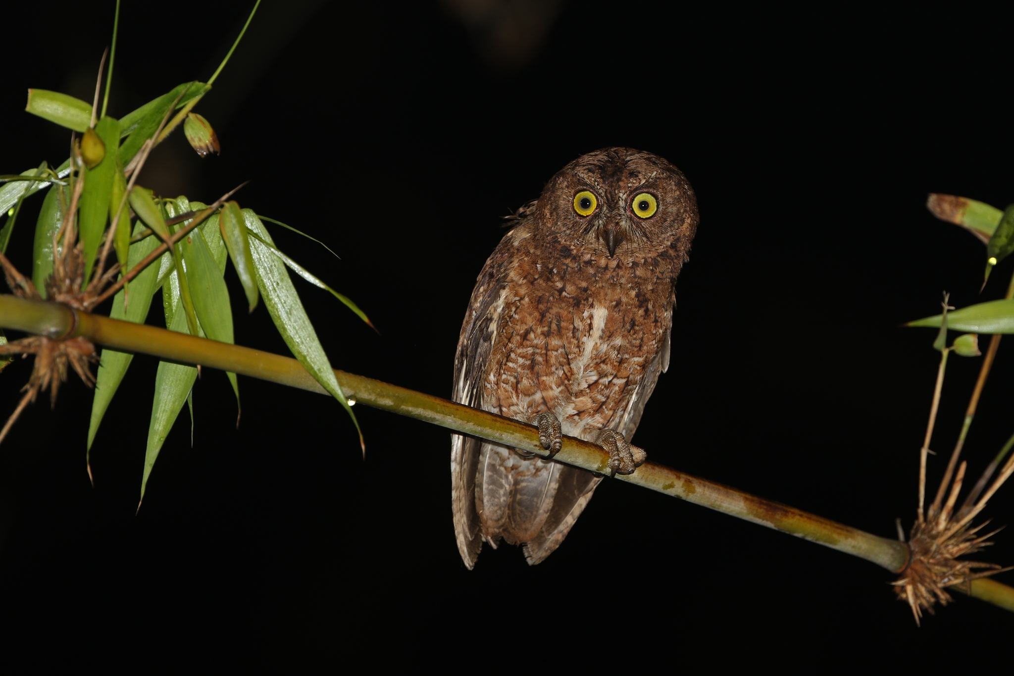 Sula Scops Owl (Otus sulaensis), photo 5