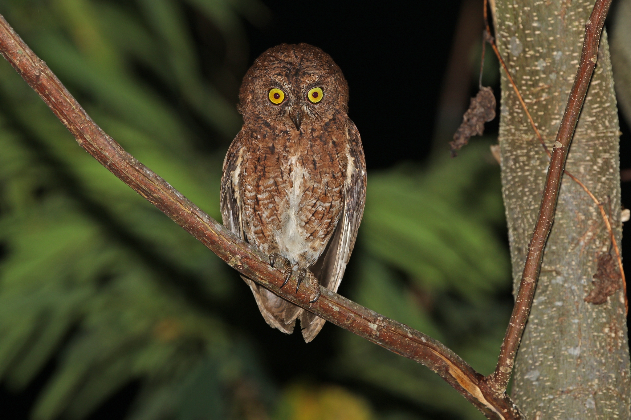 Sula Scops Owl (Otus sulaensis), photo 4