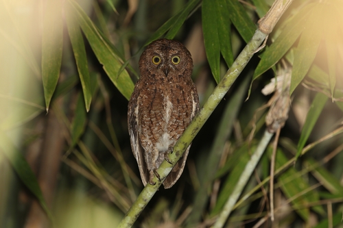 Sula Scops Owl (Otus sulaensis), photo 10