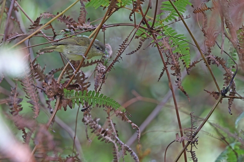 Island Leaf Warbler (Phylloscopus poliocephalus), photo 5