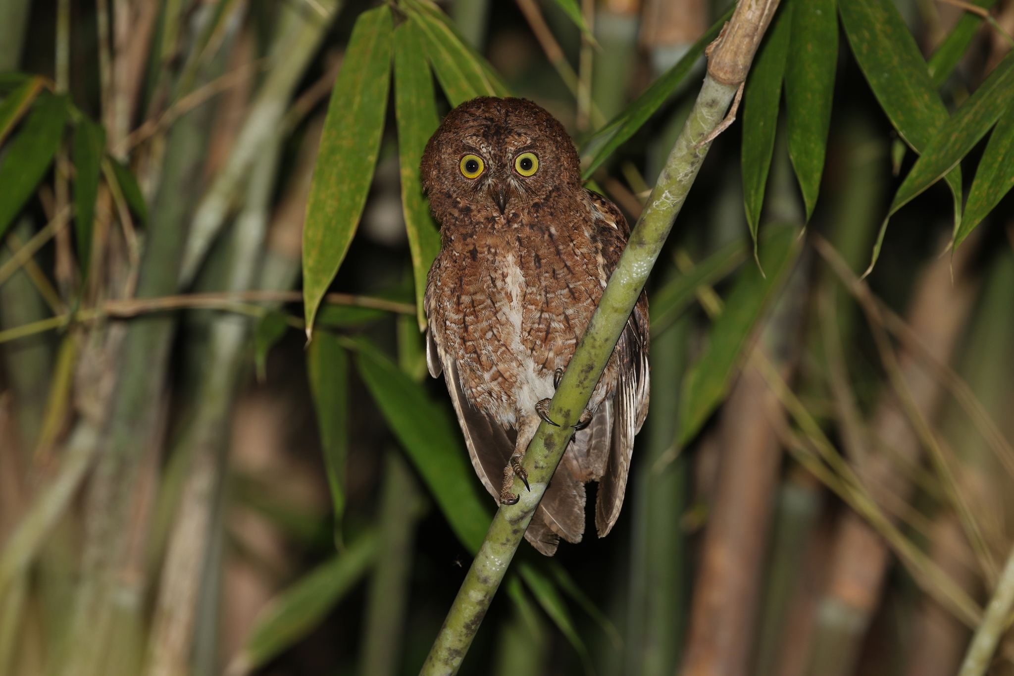 Sula Scops Owl (Otus sulaensis), photo 3