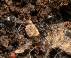 Dolichoderus goudiei