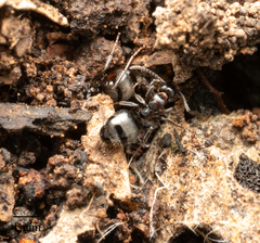 Dolichoderus goudiei