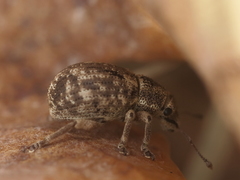 Strophosoma capitatum
