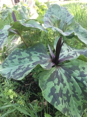 Trillium angustipetalum