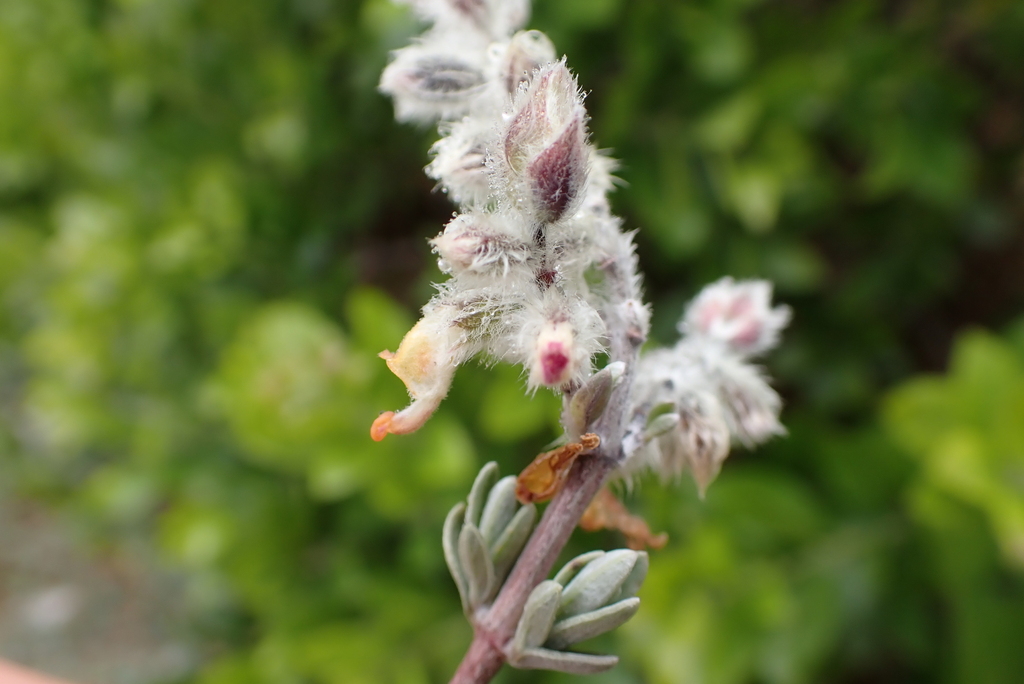 Kapok Sagebush