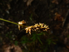 Carex muehlenbergii