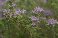 Ziziphora serpyllacea