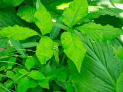 Arisaema stewardsonii