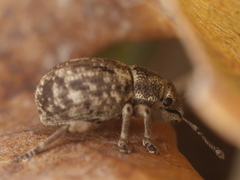 Strophosoma capitatum