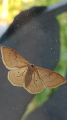 Idaea rubraria