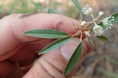 Croton argyranthemus