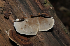 Coriolopsis caperata