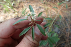 Croton argyranthemus