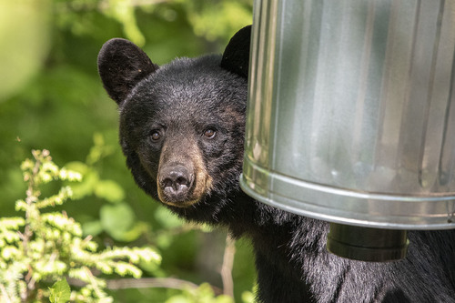 American Black Bear photographed in Michigan