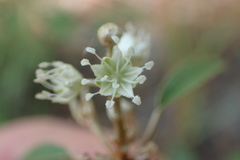Croton argyranthemus