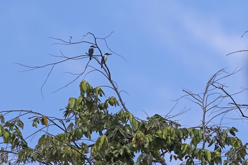 Talaud Kingfisher (Todiramphus enigma)