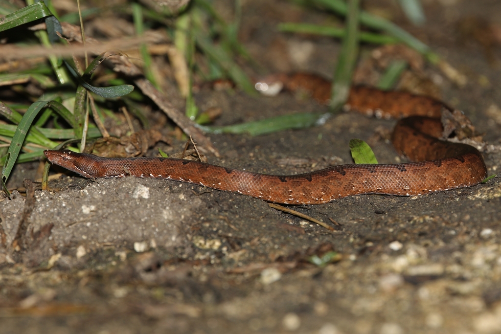 Solomons Ground Boa