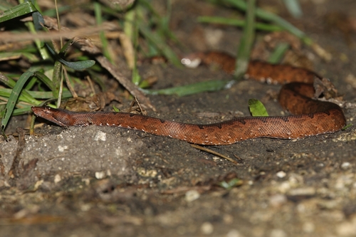 Solomon Island Ground boa
