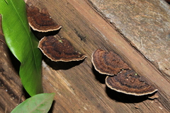 Coriolopsis caperata