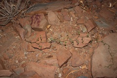 Asparagus multituberosus