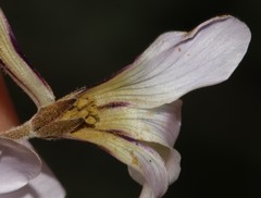 Thecaphora capensis