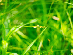 Carex bromoides