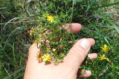 Hypericum galioides