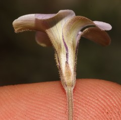 Oxalis suteroides