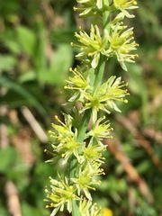 Tofieldia calyculata