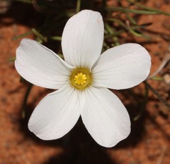 Oxalis stenopetala